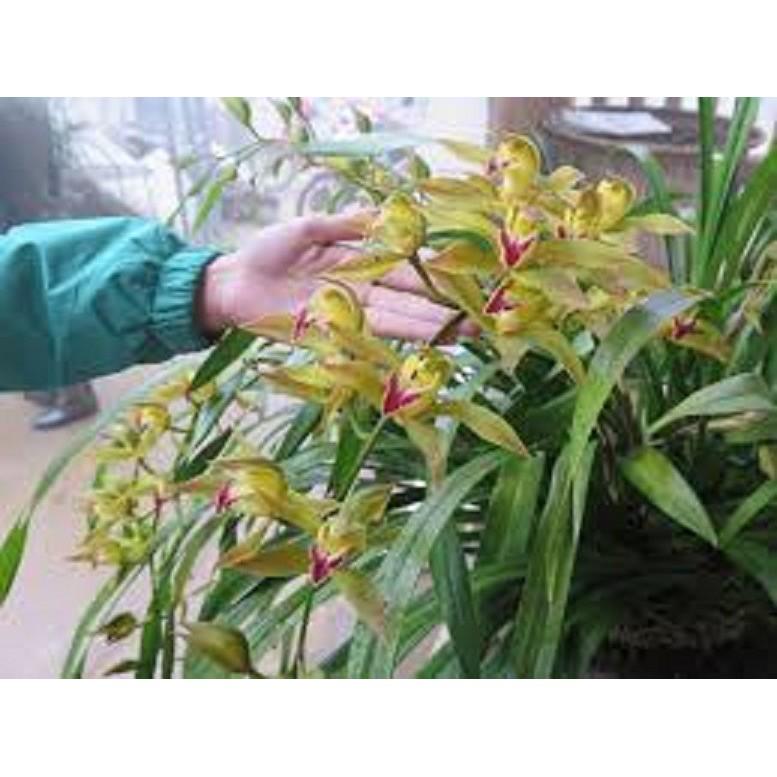 COMBO 3 THÂN ĐỊA lan kiếm hồng hoàng tây bắc, thân to, hoa đẹp, thơm lâu tàn, dễ sống