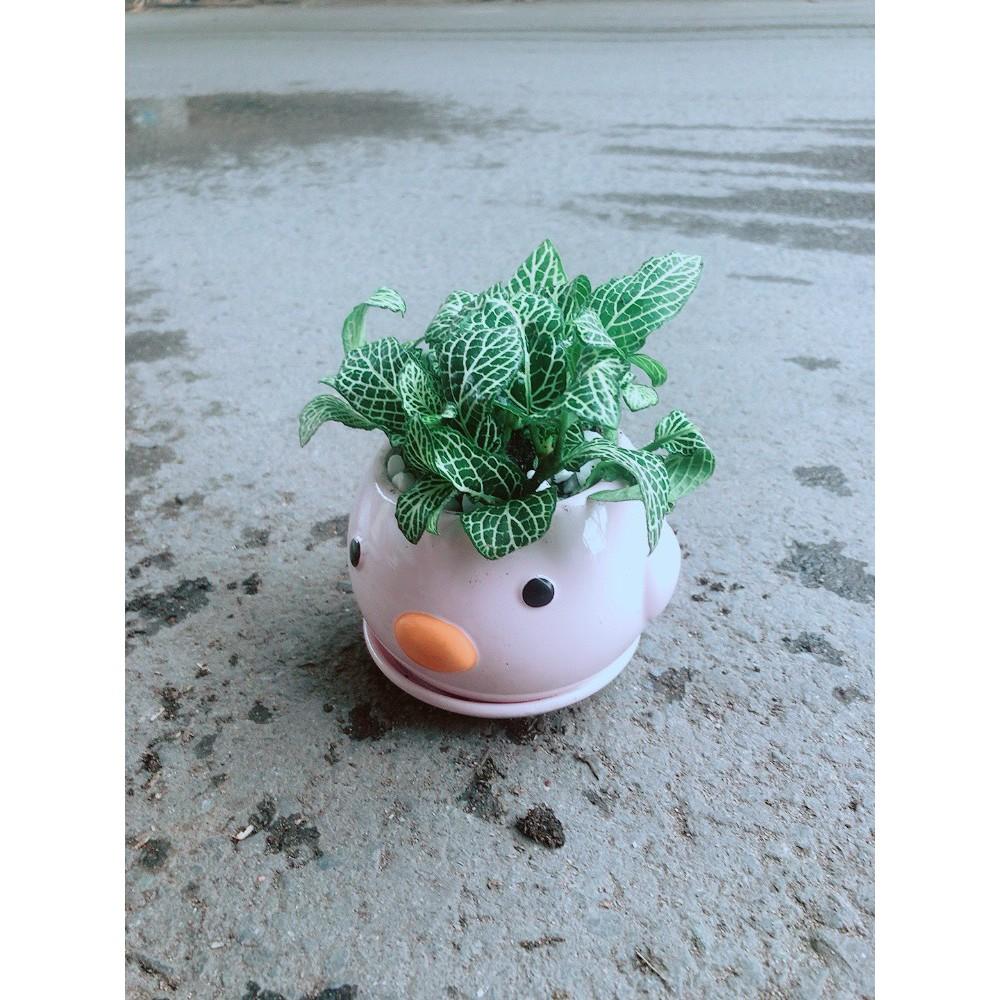 Chậu Cẩm Nhung Vịt Hồng