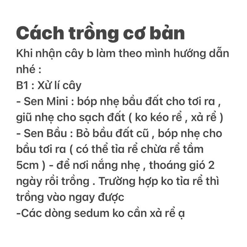 Sen Đá Thược Dược - size Bầu