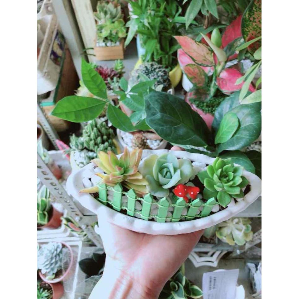 Chậu Sen Đá Bán Chạy