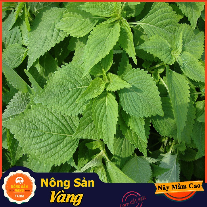 Hạt giống Rau Kinh Giới - Nông Sản Vàng