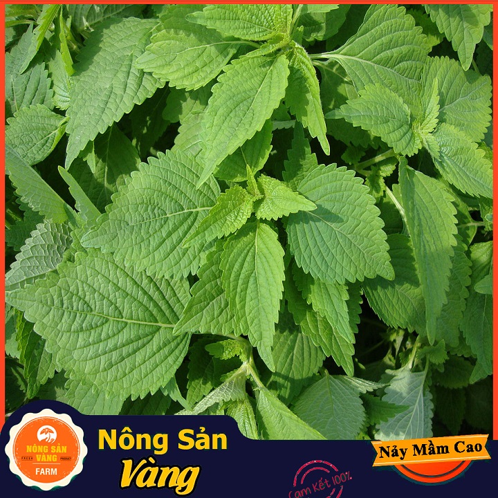 Hạt giống Rau Kinh Giới ( Gói 1 Gram ) - Nông Sản Vàng