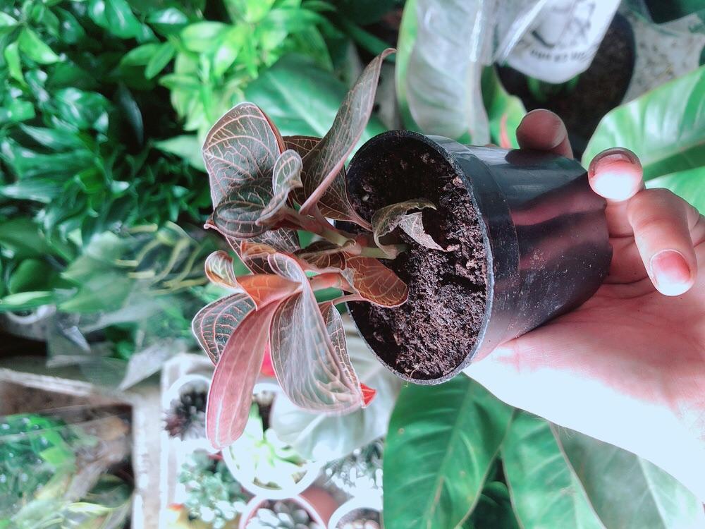 Cây Cau Kiểng Mini