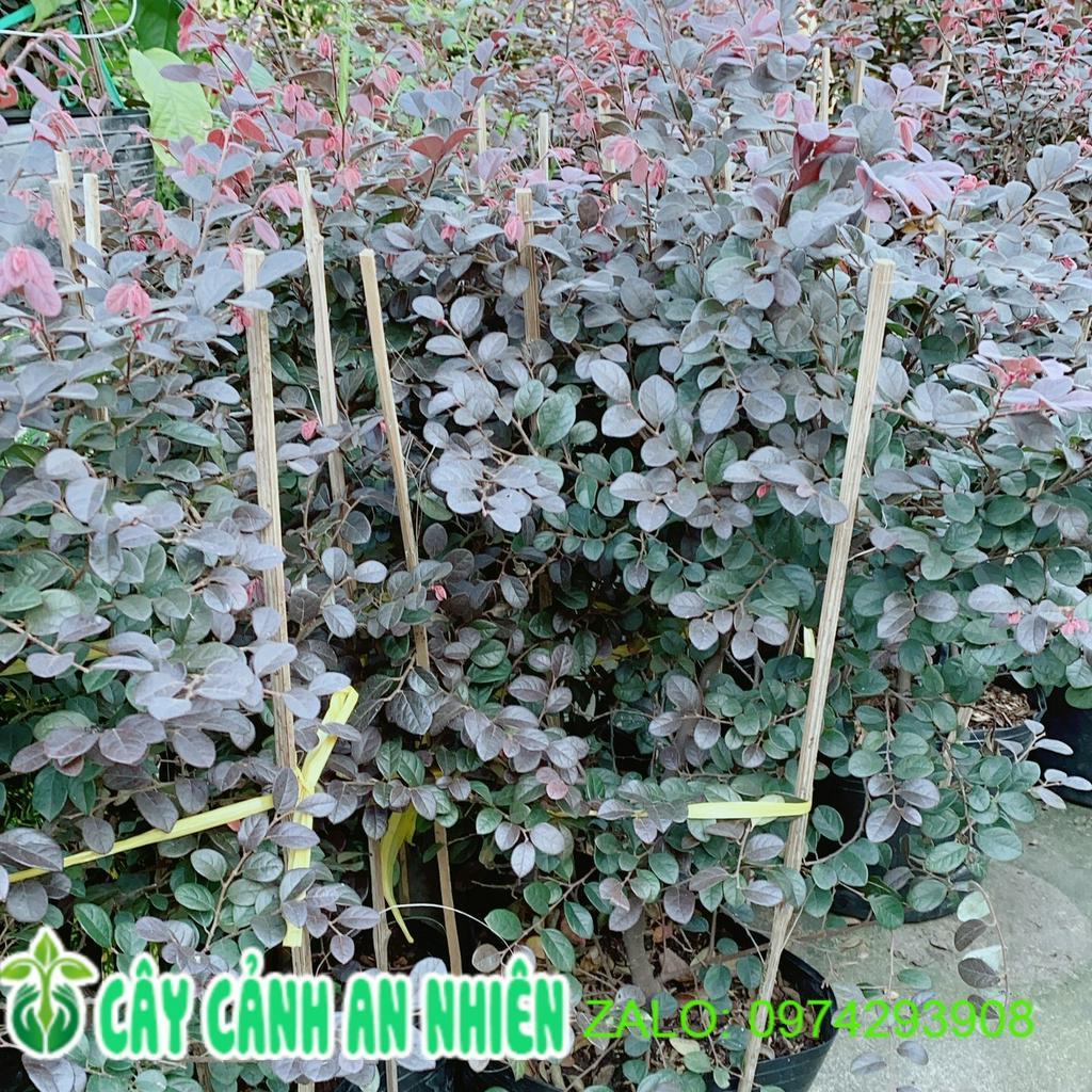 Cây Hồng Phụng