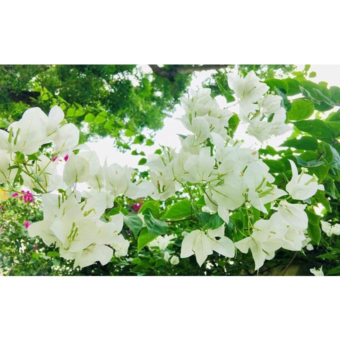 Hoa giấy trắng tuyết thái - chậu cây đang hoa, size cây nhỡ