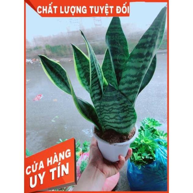 Lưỡi Hổ Cao