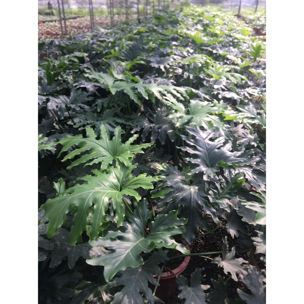 Giá gốc-CHẬU CÂY TRẦU BÀ THANH XUÂN TO 3 CÂY