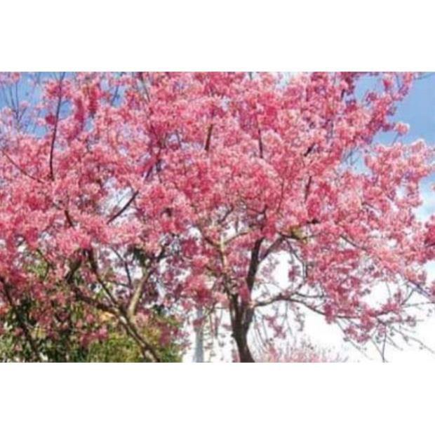 Cây giống HOA ANH ĐÀO