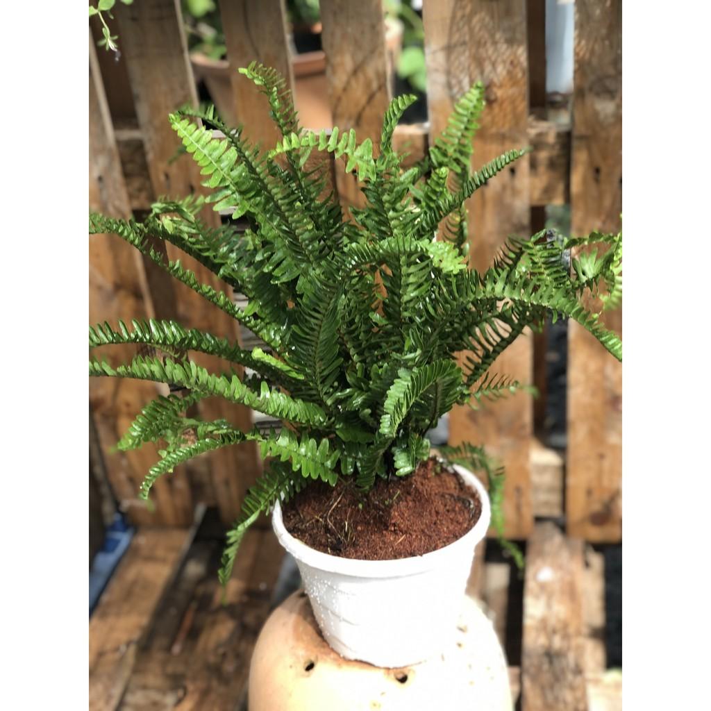 Chậu cây Dương Xỉ