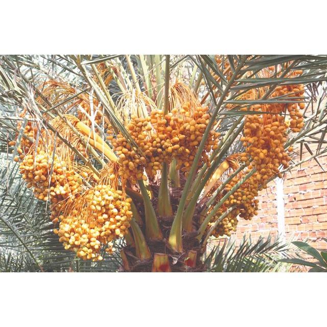 CÂY GIỐNG CHÀ LÀ ĂN QUẢ KHALAS-QUẢ VÀNG TO