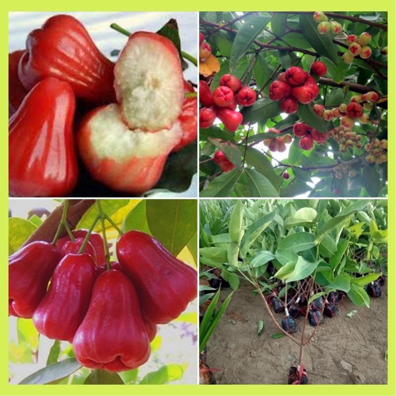 Cây giống roi đỏ Thái Lan không hạt.