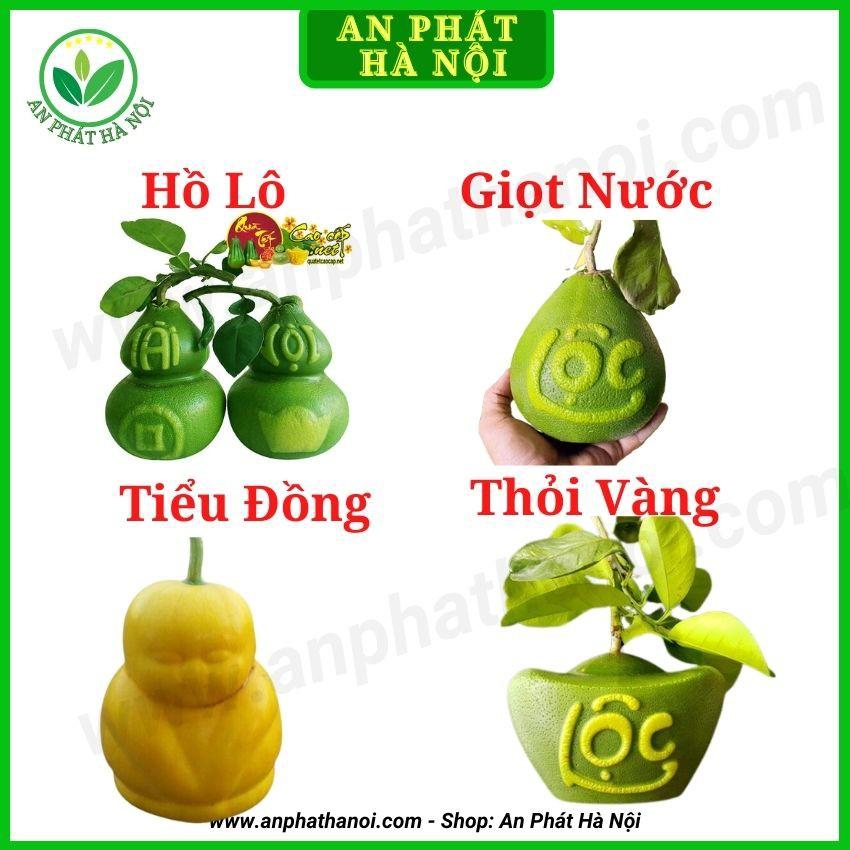 Khuôn Tạo Hinh Trái Cây - Khuôn Bưởi hình Thỏi Vàng, Hồ Lô, Giọt Nước, Tiểu Đồng Loại Đẹp, dày, in chữ Tài Lộc Nét, bền