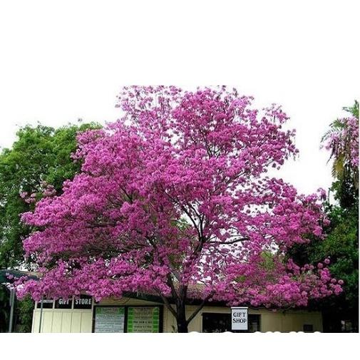 Hạt Giống Cây Hoa Phong Linh Tím CT543 - Gói 5 hạt