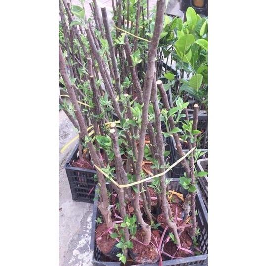 Giống Táo Đỏ Lùn chuẩn giống F1
