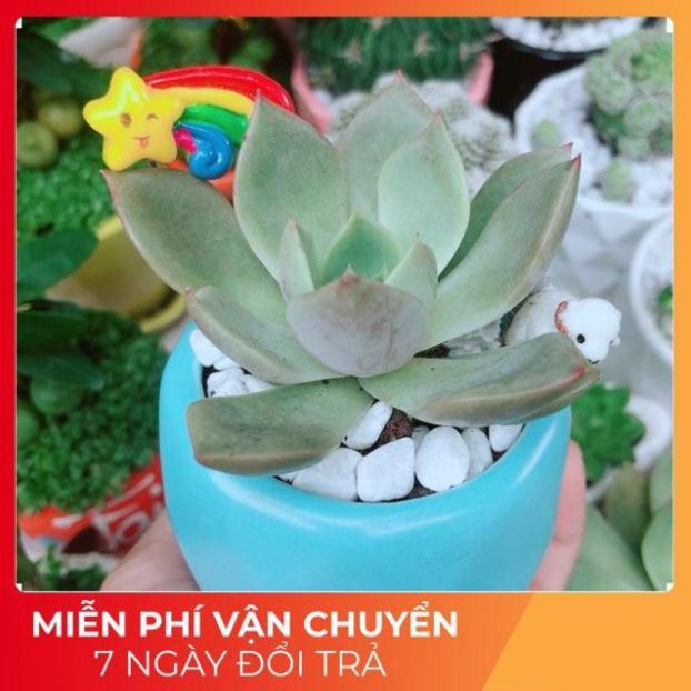 Chậu Sen Đá Tiểu Cảnh