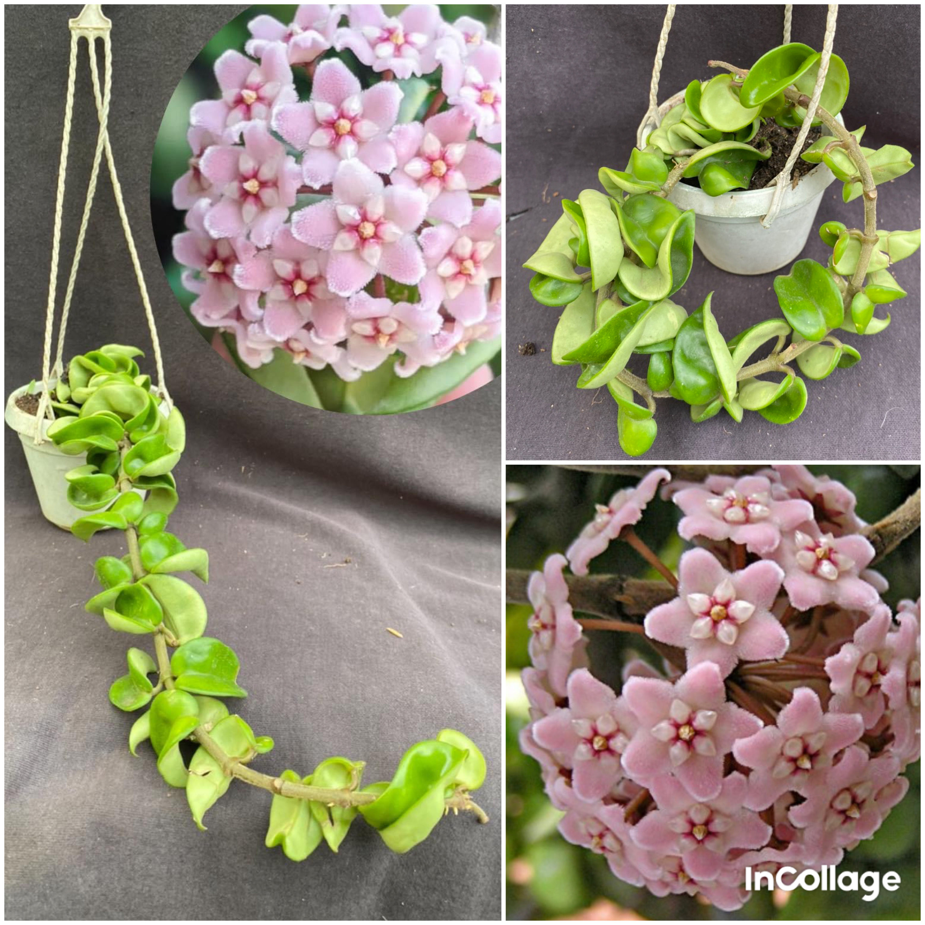 Chậu hoa Cẩm cù compacta la xoắn kích thước 20-35cm thân rủ