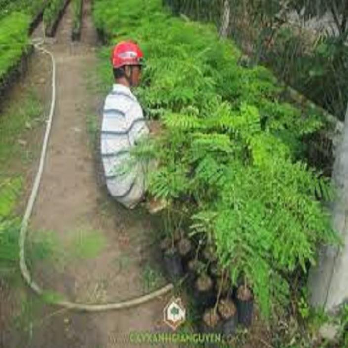 CÂY GIỐNG HOA PHƯỢNG VÀNG