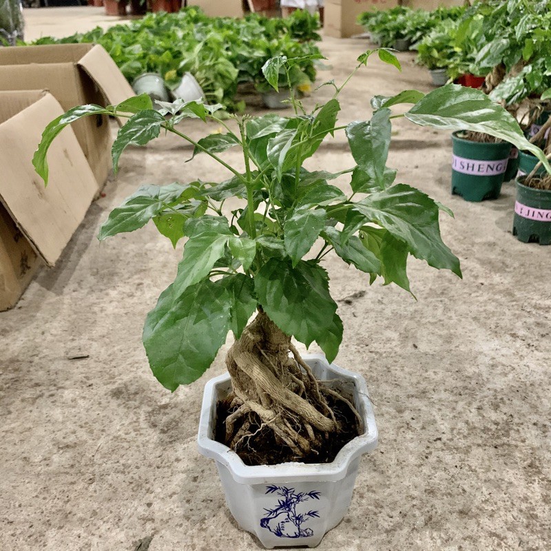 Cây hạnh phúc bonsai