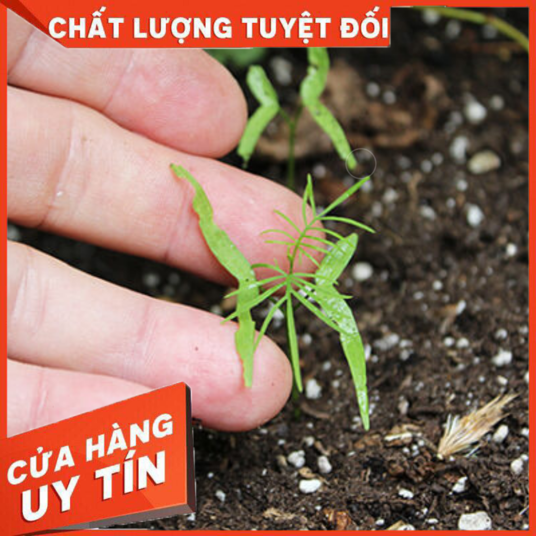 1 Gói Hạt Giống Hoa Leo Tóc Tiên (20 hạt/ gói)