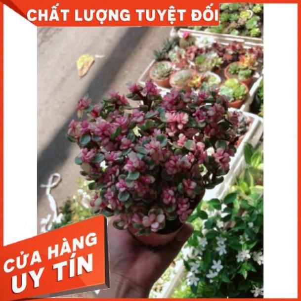 Cây đô la hồng giống mới