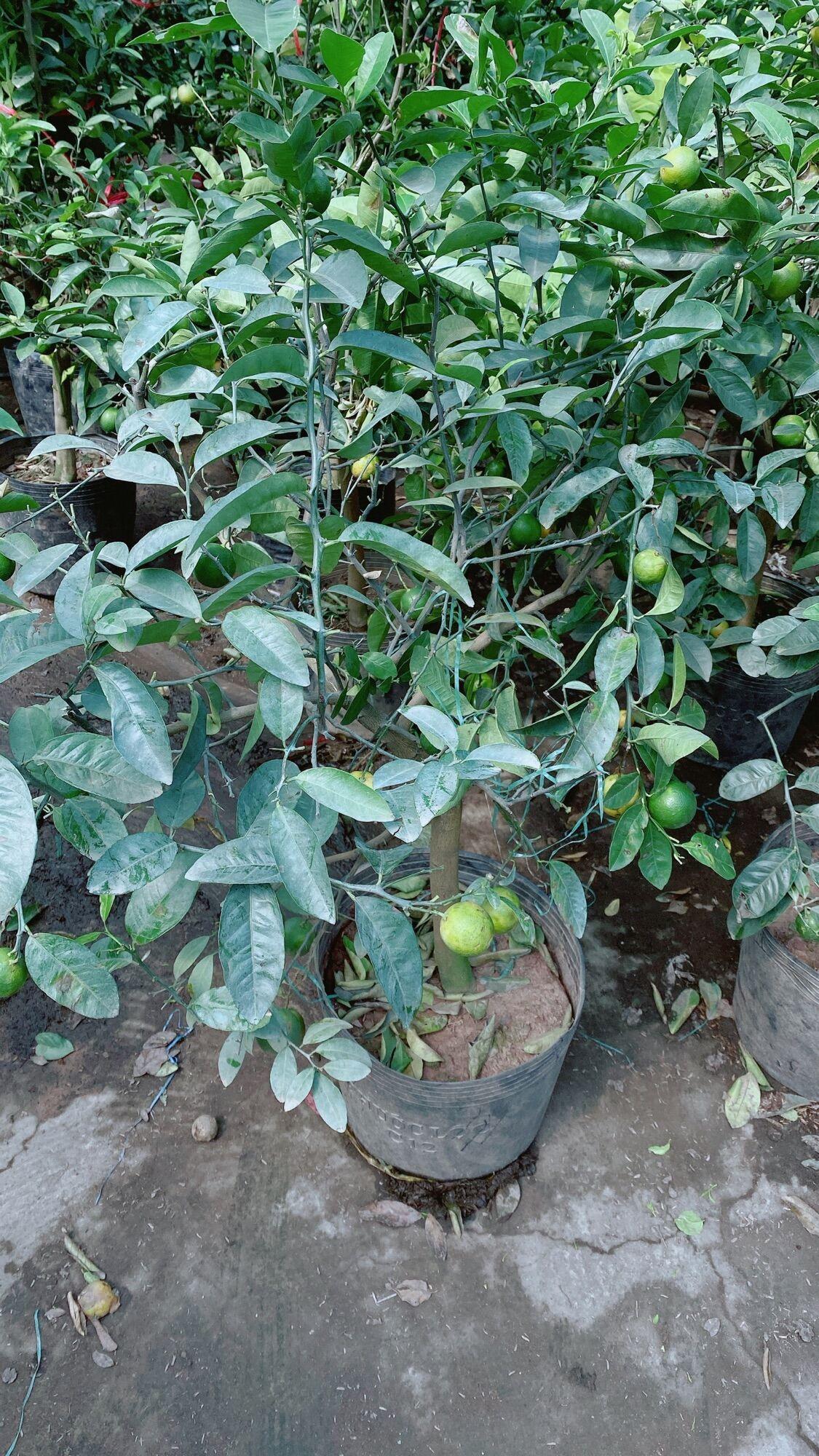Chanh Phú Quý