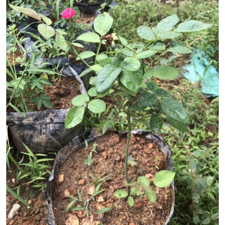 Cây hồng nhung cổ cao 35cm