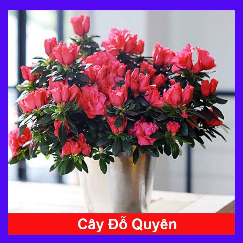 Cây hoa đỗ quyên (qua tết nên không hoa) - Cây cảnh để bàn + tặng phân bón cho cây