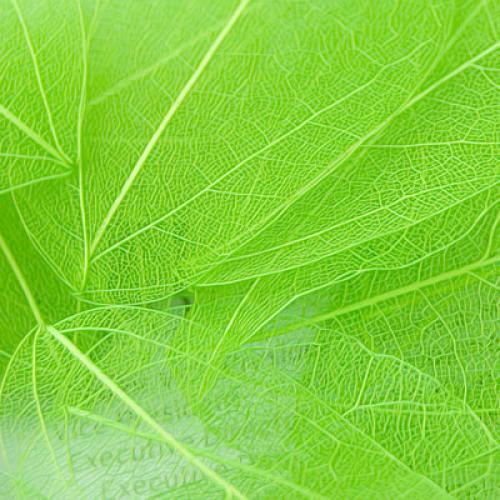 100 Pieces Natural Plant Leaves for Craft Cards Scrapbooking Bookmark DIY