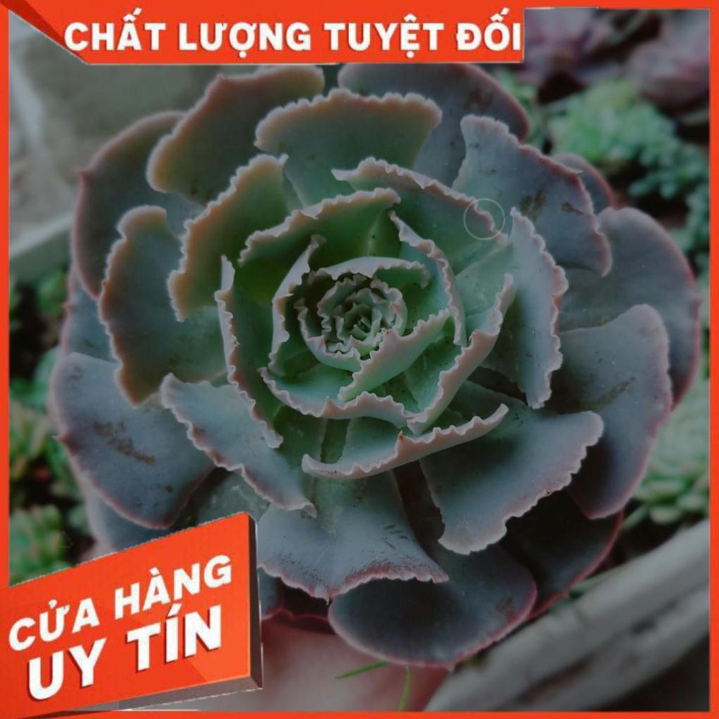 Combo 2 cây sen đá Nhiều Người Mua