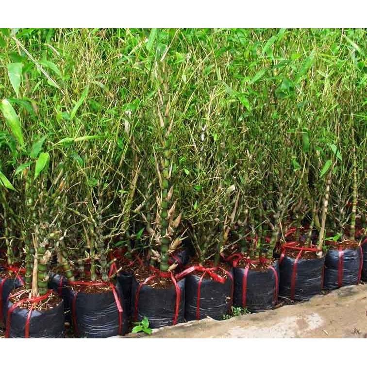 CÂY TRÚC ĐÙI GÀ, CÂY TRÚC ĐÙI GÀ