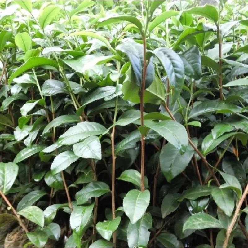 COmBo 5 Cây chè xanh giống uống nước
