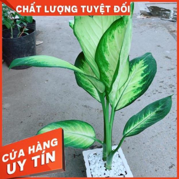 Chậu Vạn Niên Thanh