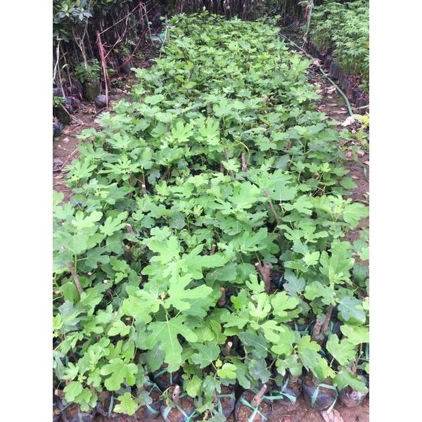 Cây giống sung Mỹ cho quả mùi thơm dịu, ngọt đậm