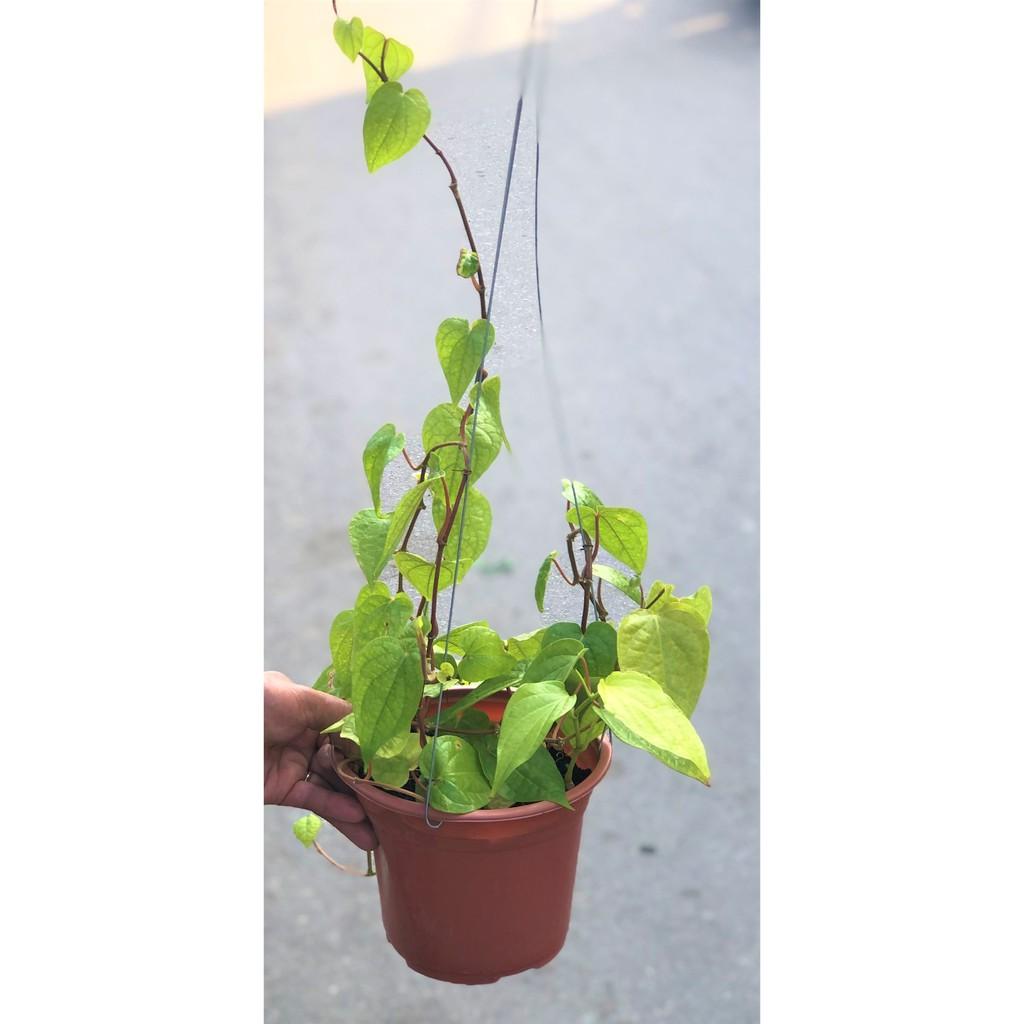 Chậu cây trầu không