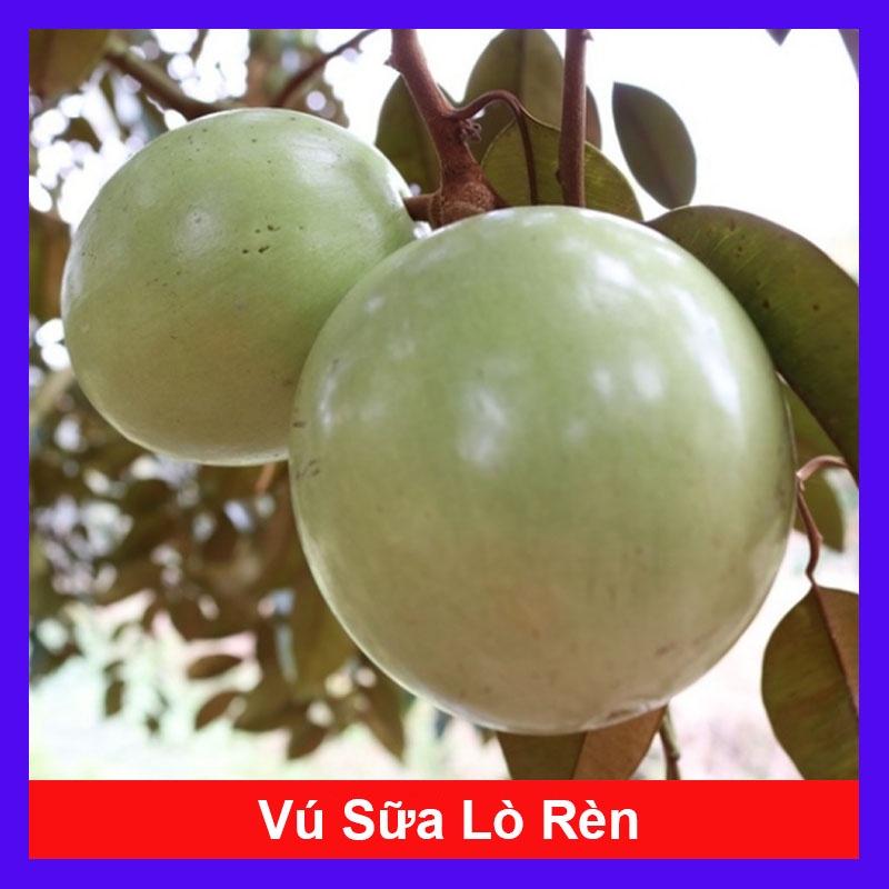 Cây vú sữa lò rèn - cây ăn quả + tặng phân bón