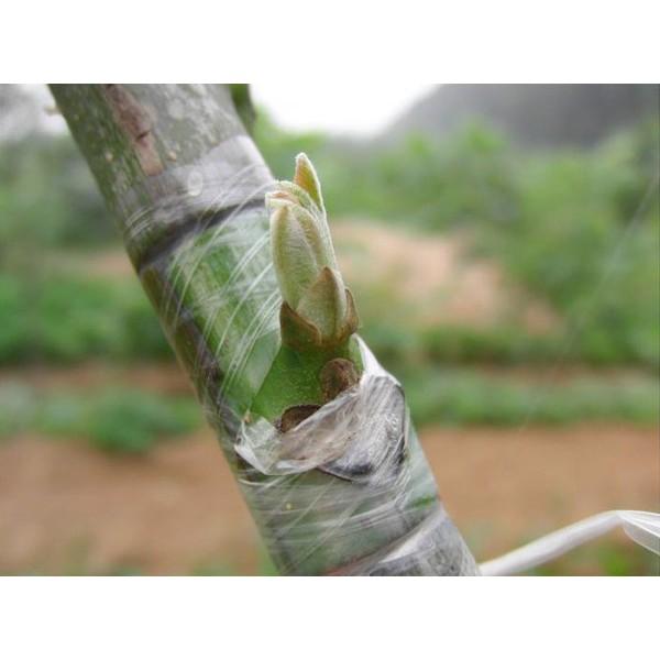 Keo ghép cành tự hủy Nhật bản 6cm, ghép cành cây, bonsai, cây ăn trái, chống nước tăng tỷ lệ sống mầm