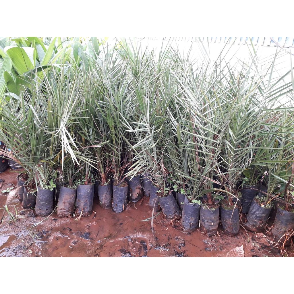 Cây giống Chà Là ăn trái TRUNG ĐÔNG cao đẹp như hình. ()