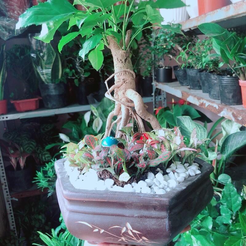 Chậu Cây Hạnh Phúc Bonsai