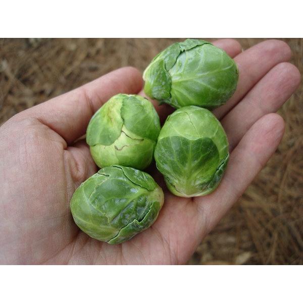 Hạt giống Bắp Cải Tí Hon Xanh Brussels Sprouts 219