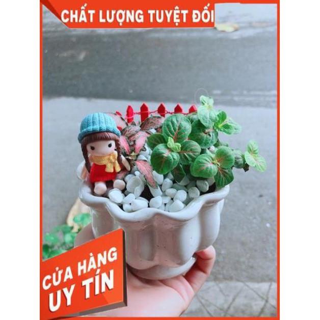 Chậu Cẩm Nhung Có Trang Trí