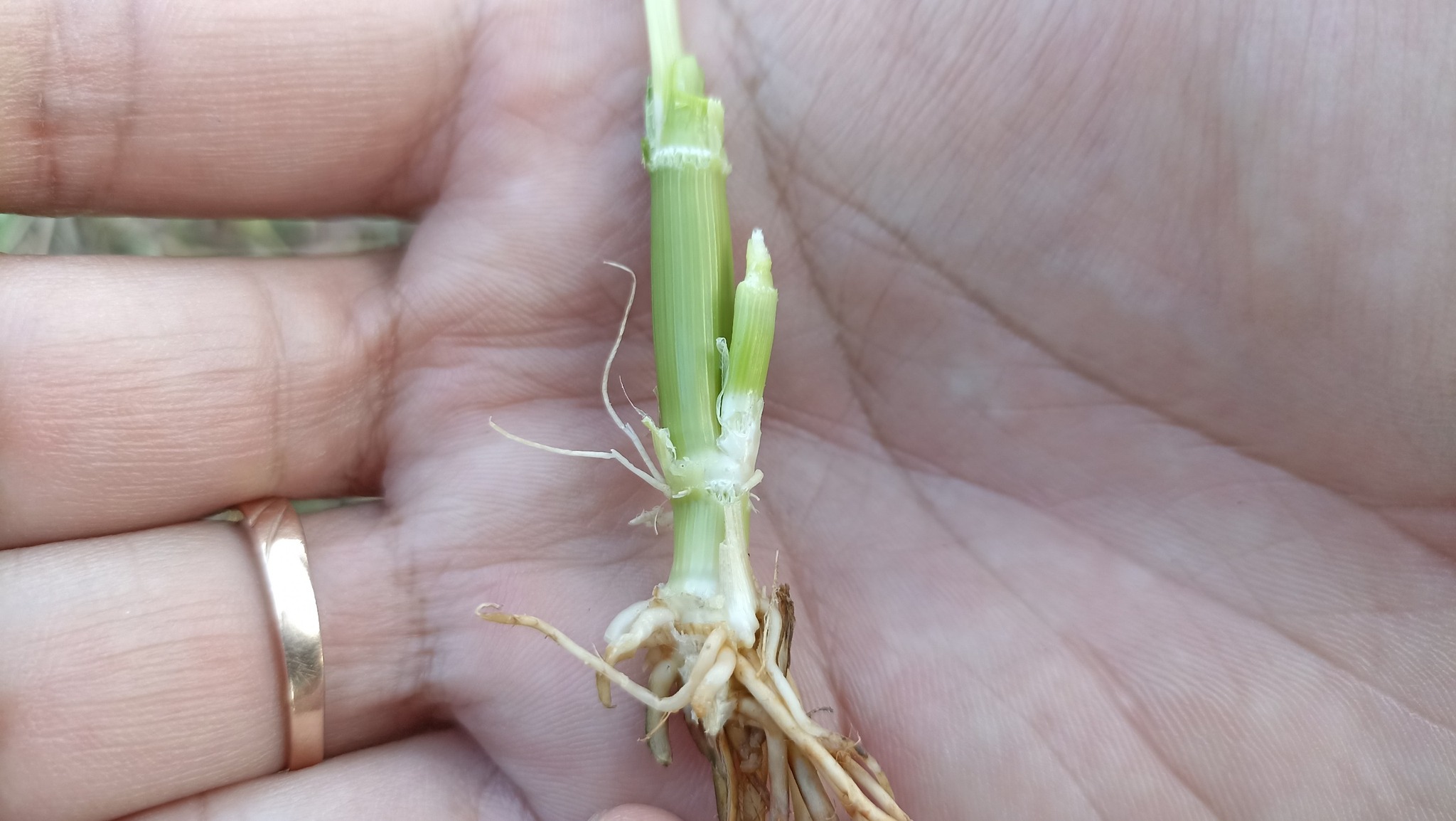 ENDOPHYTE 20ML TẠO TO ĐÒNG, XANH LÁ ĐẾN CẮT, NỞ BỤI