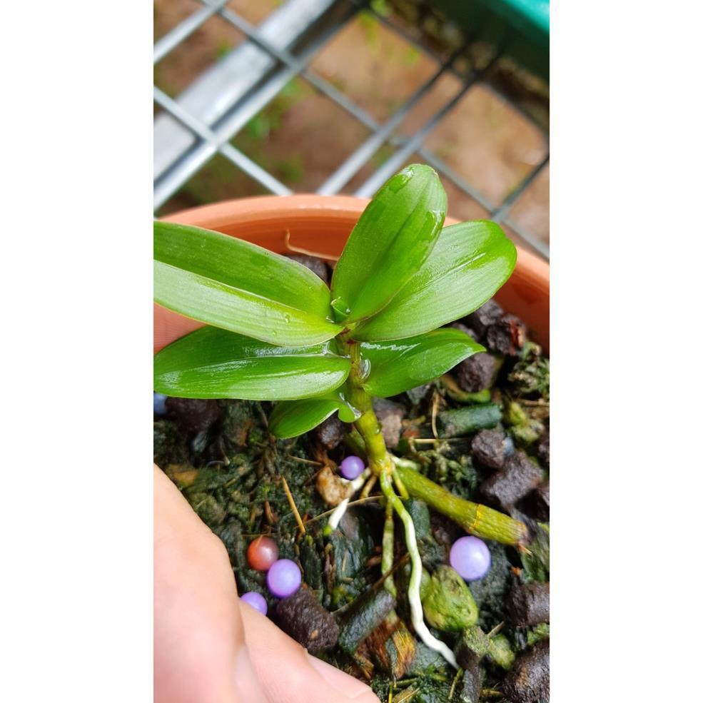 Hoa lan phi điệp Mít phân nhánh Chùa Hương