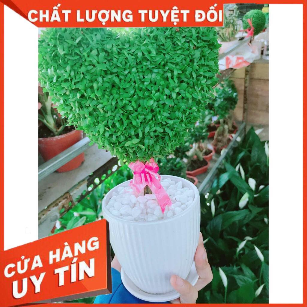 Chậu cây trái tim Nhiều Người Mua