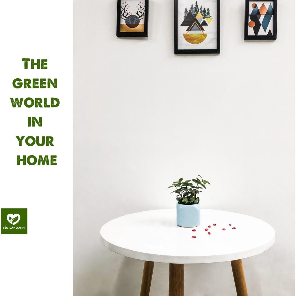 Cây Bình An  Peperomia Puteolata loại cây mang lại bình an và may mắn