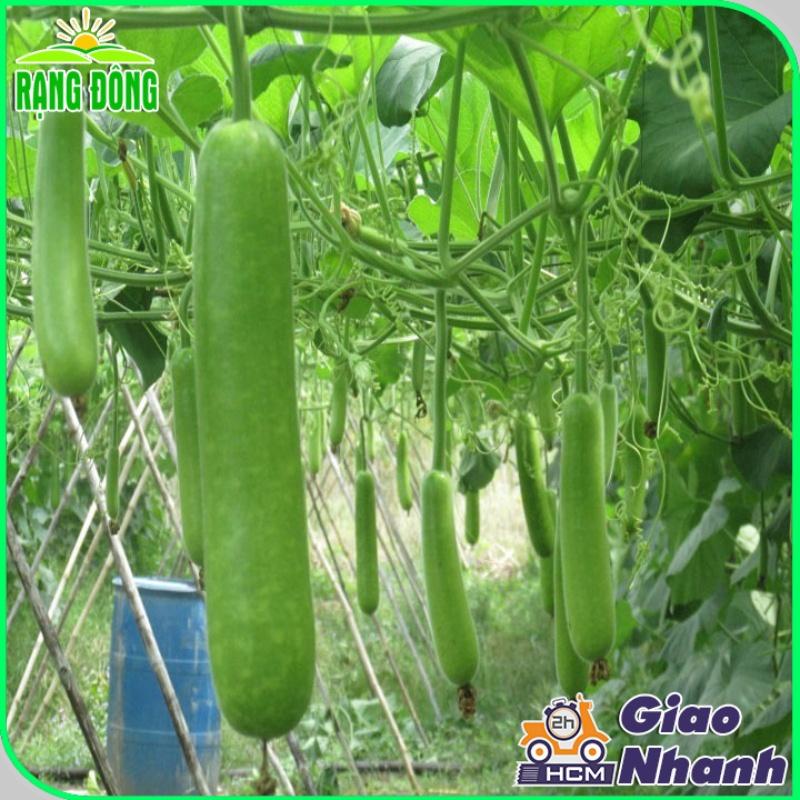 Hạt giống Bầu Sao Lai F1 Rado 26 (10 hạt) siêu đậu quả, trái dài, ngọt, trồng quanh năm - Hạt giống Rạng Đông