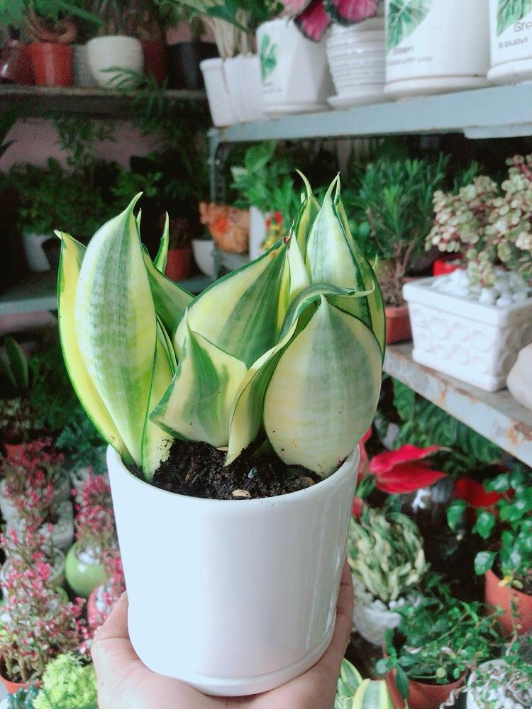 Chậu Cây Lưỡi Hổ Thái Vàng