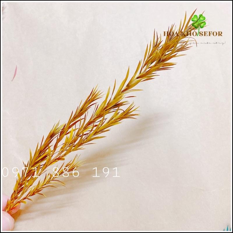 Oa lá Tràm khô mini, Trang trí decor cắm hoa, phụ kiện chụp ảnh sản phẩm, phụ kiện trang trí handmade, làm nến thơm