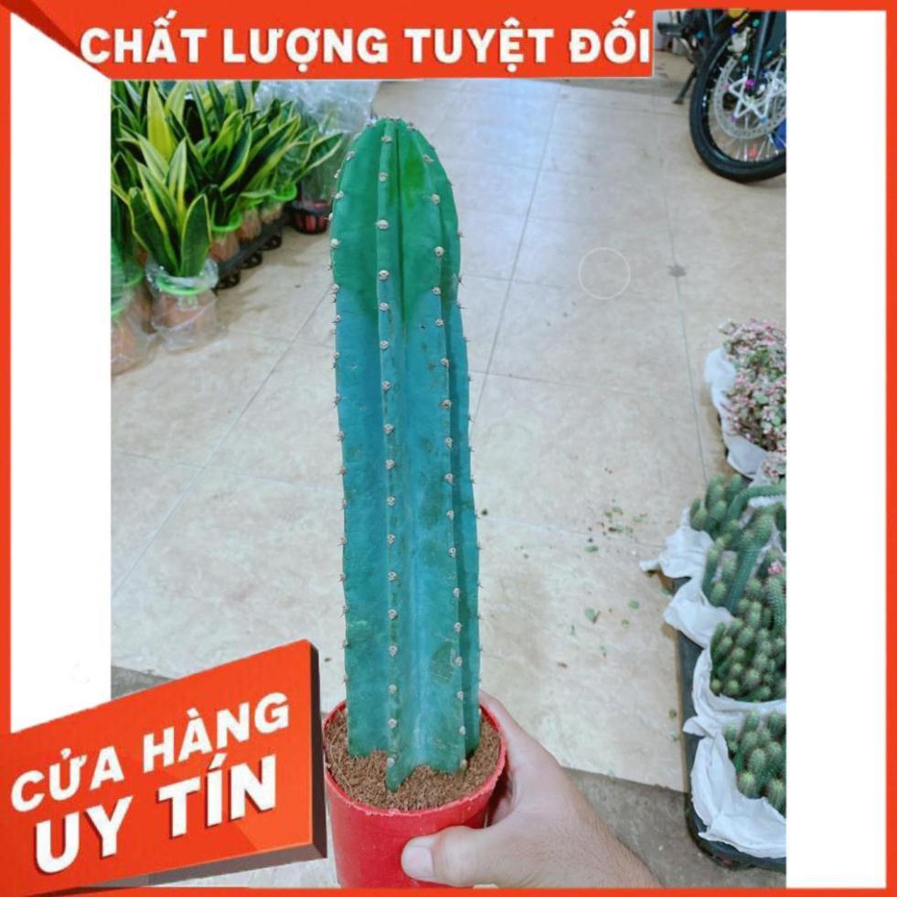 Cây Xương Rồng Trụ Lớn 40cm