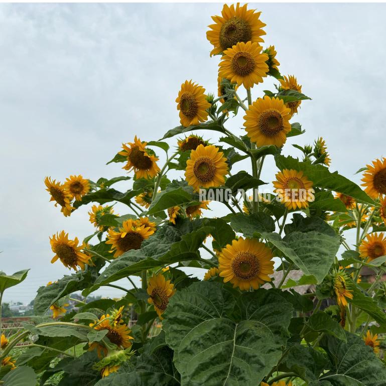 Hạt giống Hoa Hướng Dương Tháp Rd 916 (2g~80 hạt) thân cao, bông nhiều - Hạt giống Rạng Đông
