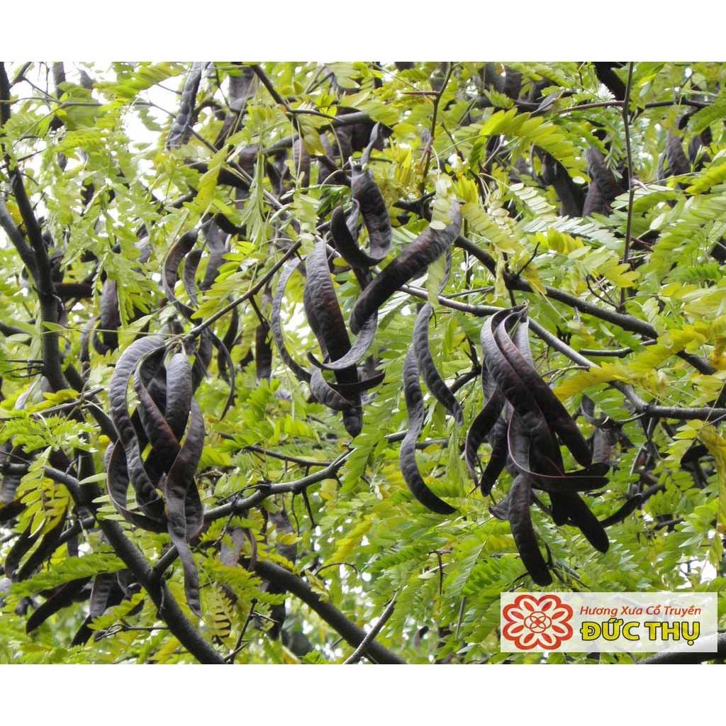 Hạt giống Cây Bồ Kết Cây KNS3697